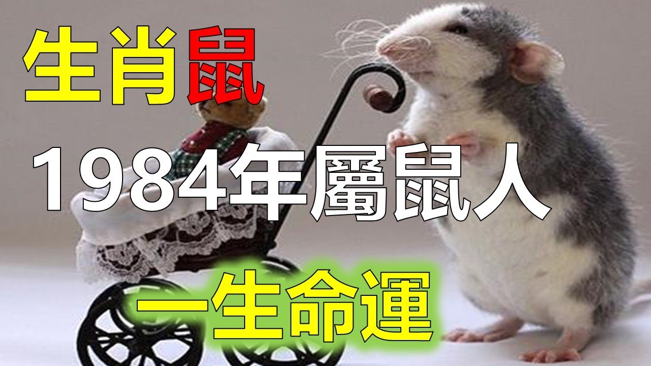 遇事冷静猜一生肖：十二生肖性格与应对策略分析