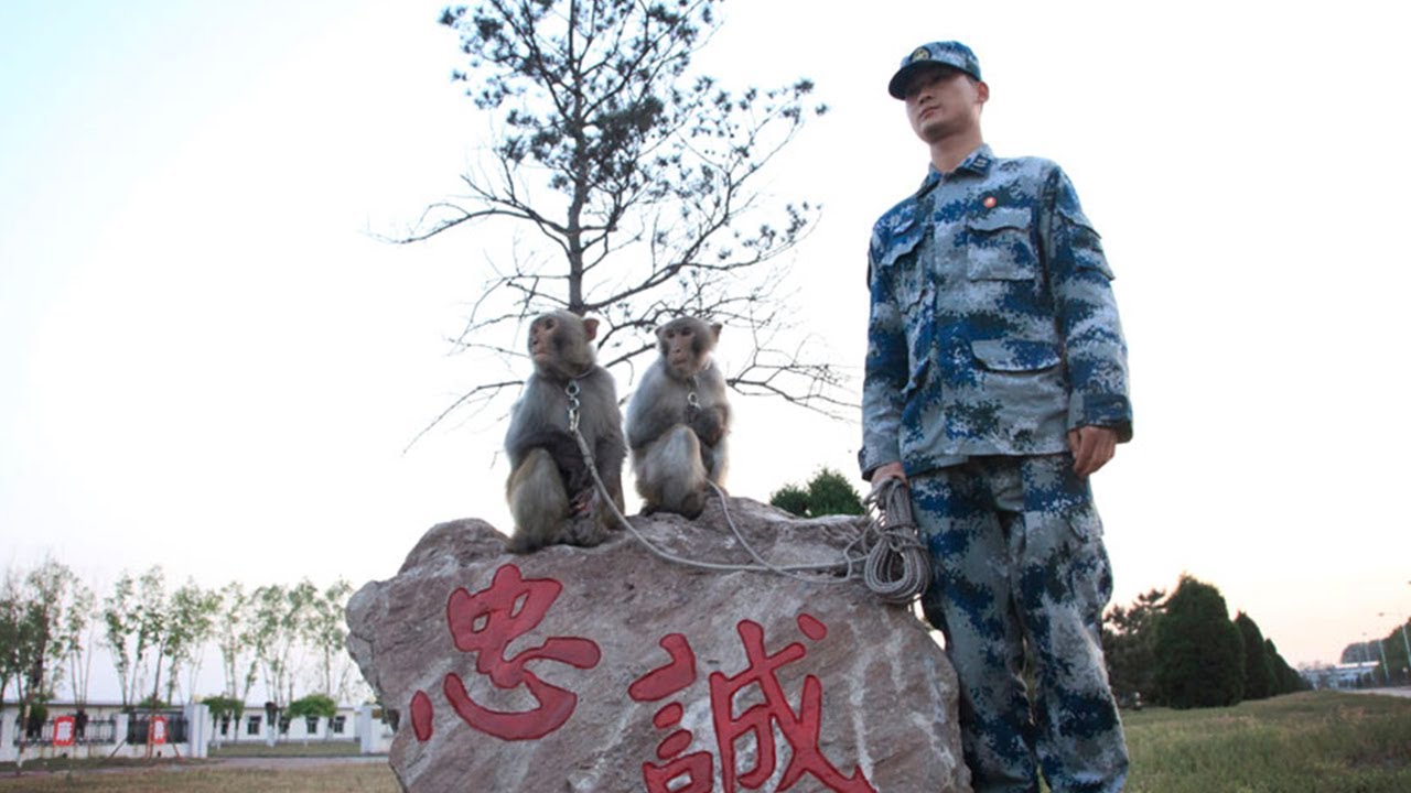 军中点兵将生肖打一肖：深度解析生肖与军事的隐秘关联