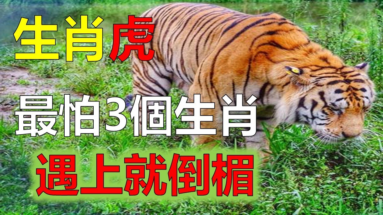 愧疚猜一生肖：生肖背后的文化隐喻与心理解读