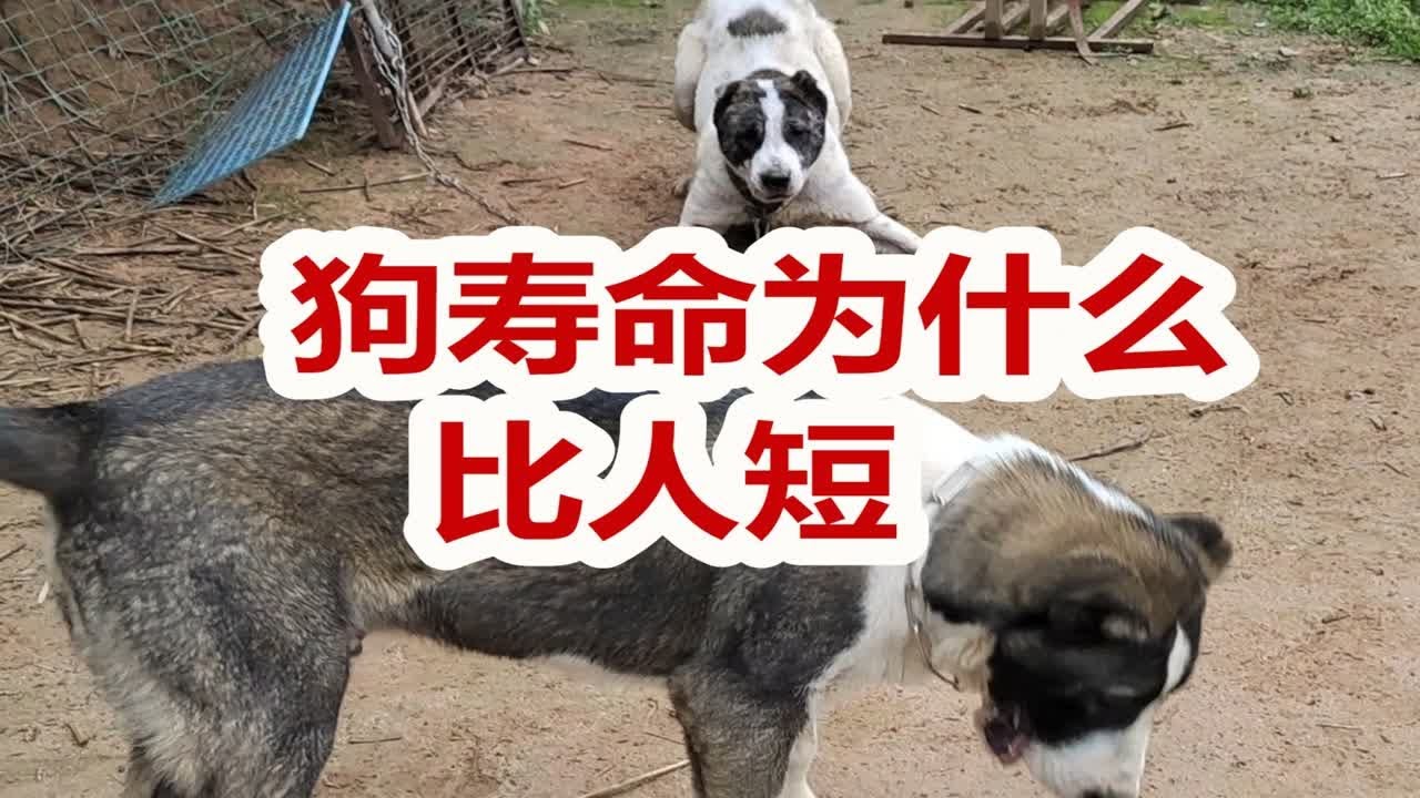 很臭很乱白小姐打一生狗：从秘密符号到民族文化的调查