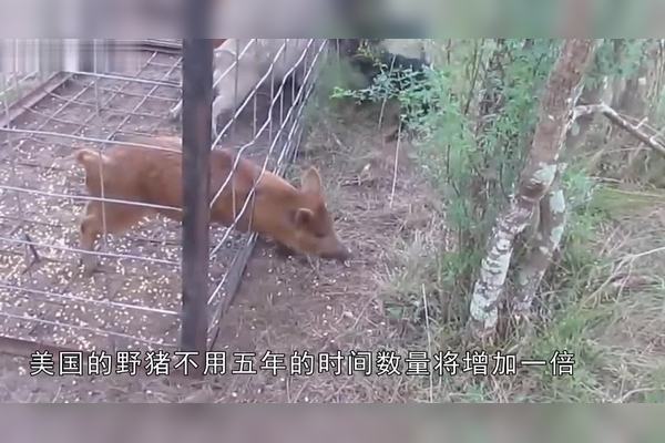 深度解析：野兽生肖特马猜想及一肖预测的技巧与风险