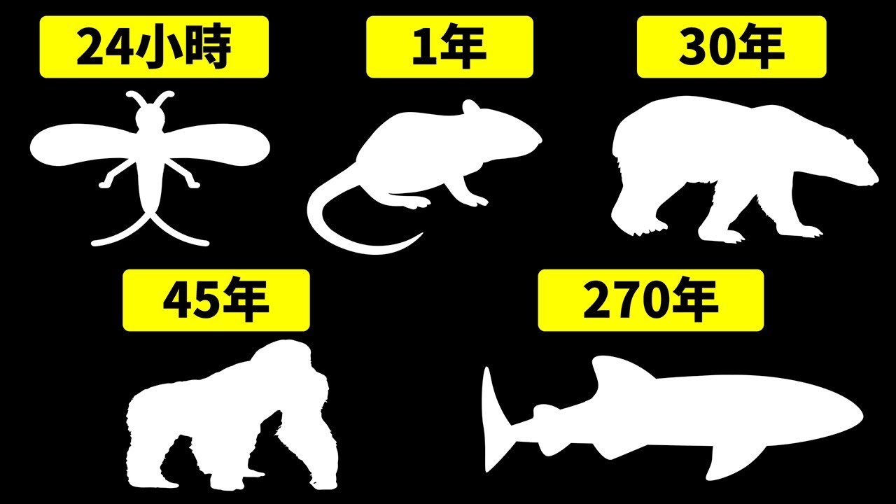 会丸寿解一生物：各生物的寿命秘诀与健康秘诀