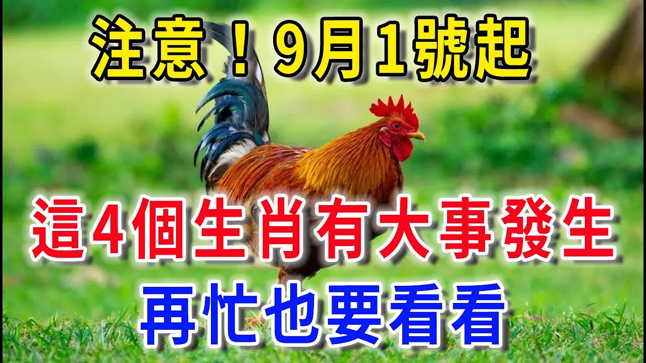 49一肖推荐平特一肖比赛224114深度解析：策略、风险与未来展望