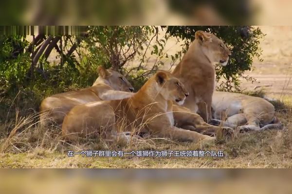 49一肖推荐：成群结伙的动物揭秘，生肖预测与动物习性分析