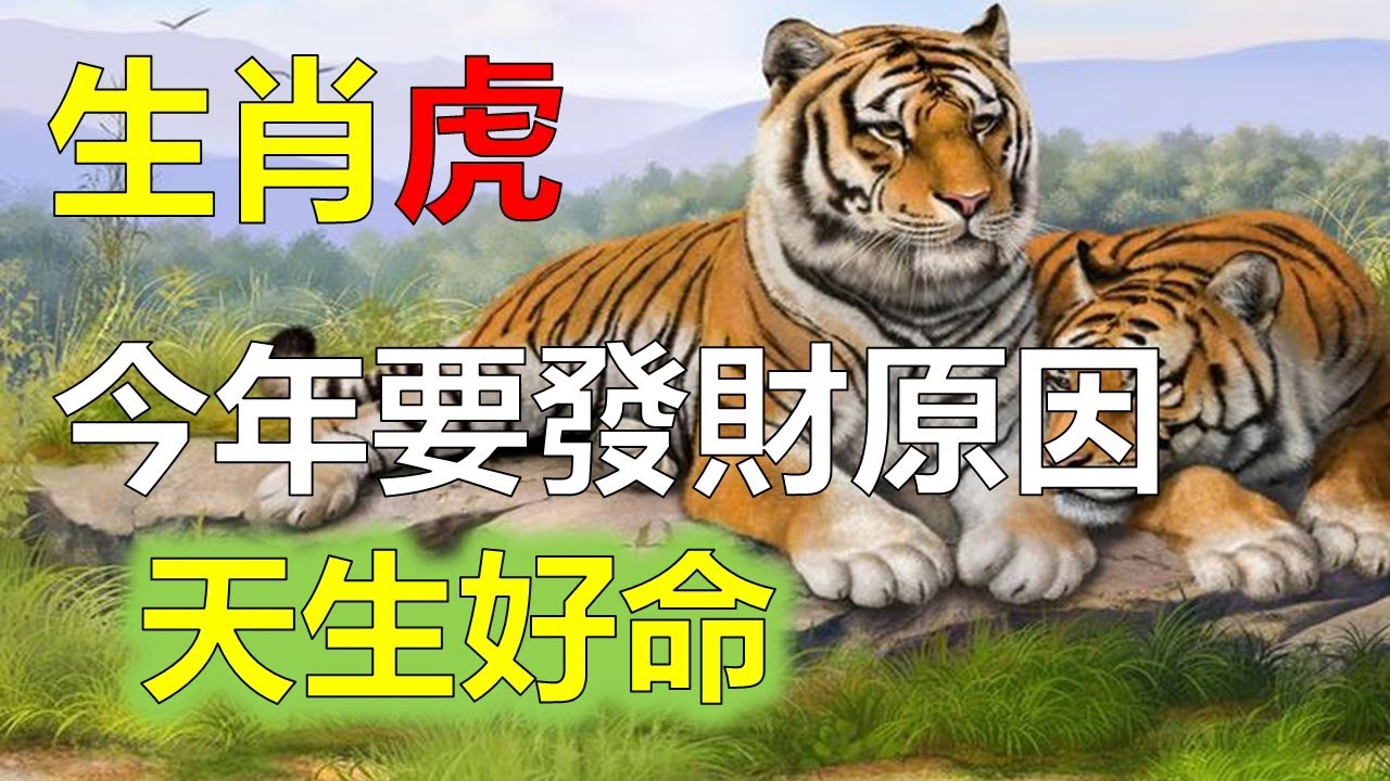 独立独行猜一生肖：生肖虎的孤傲与坚韧