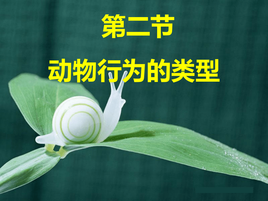 49一肖推荐：大吃一惊的动物，猜一生肖！揭秘生肖背后的趣味与玄机