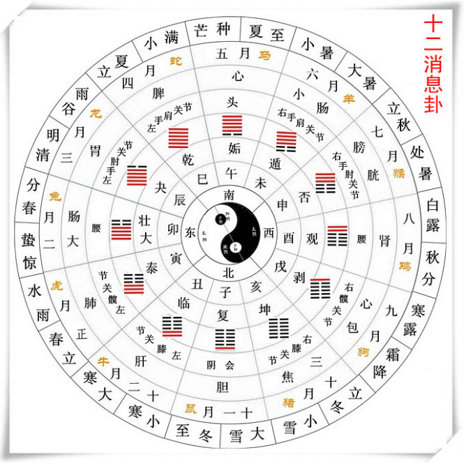 49一肖推荐：林中凤凰打一肖深度解析及未来走势预测