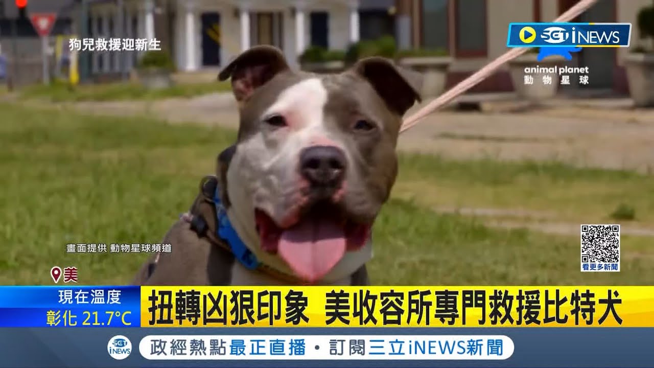 49一肖推荐：比特犬的凶猛与生肖的对应分析