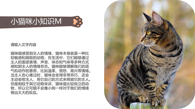 49一肖推荐：什么动物会扮猪打？深度解析生肖谜题