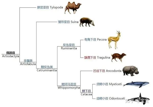 49一肖推荐：解密卖讨人喜欢的动物背后的生肖玄机