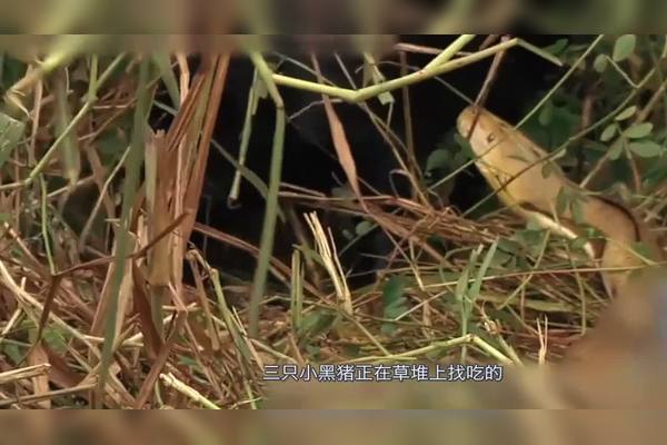 49一肖推荐：章甫荐履典故与生肖动物的巧妙关联