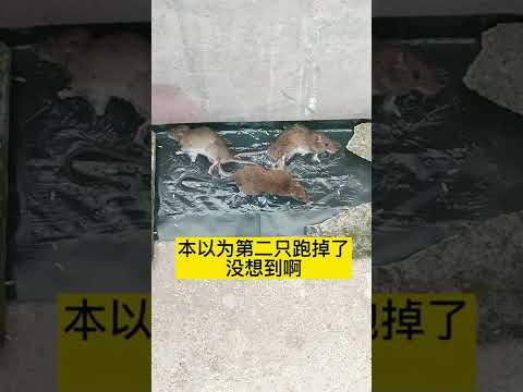 49一肖推荐：捕鼠高手精准预测，揭秘生肖号码背后的玄机