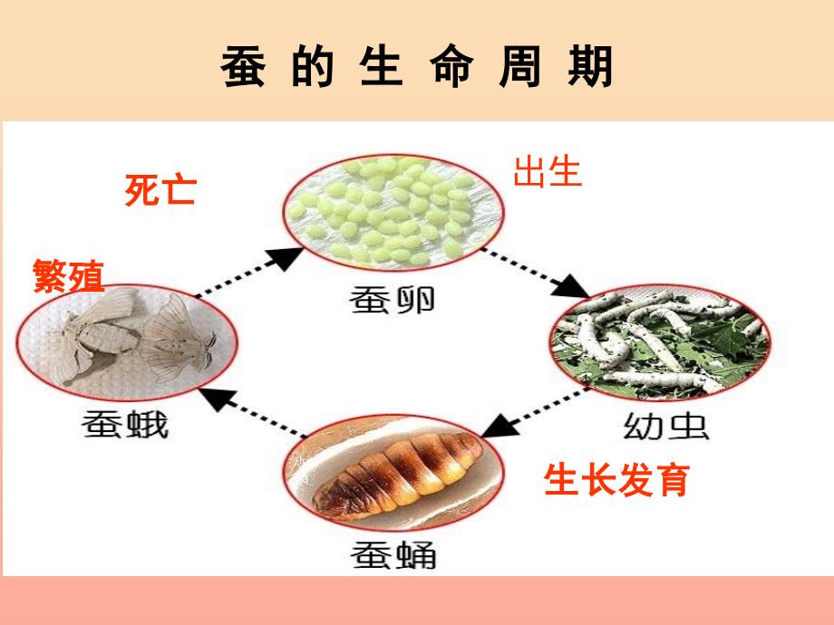 49一肖推荐：解析变化最大的动物，揭秘生肖背后的奥秘