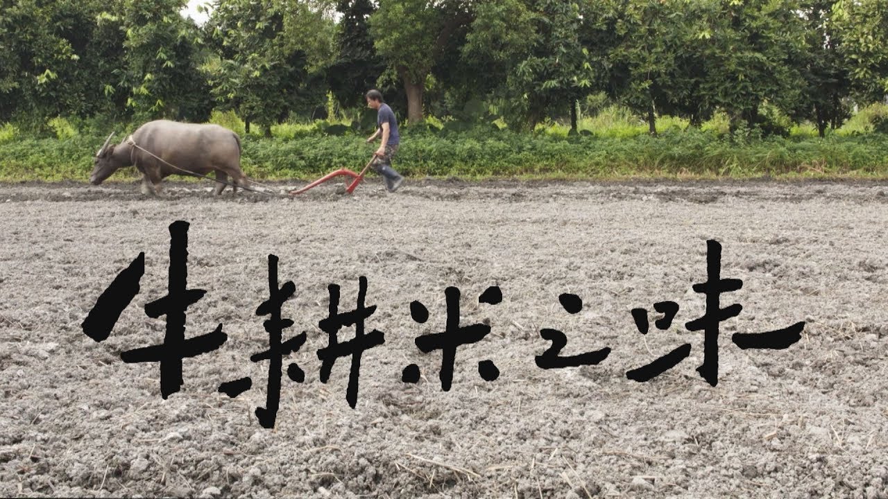 49一肖推荐：耕耘大地的动物，揭秘生肖谜题！