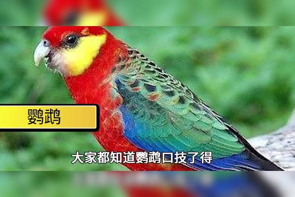 49一肖推荐：公正廉明的动物寓意及生肖预测分析