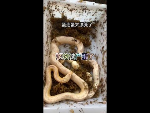 49一肖推荐：冷血动物猜肖技巧及风险分析