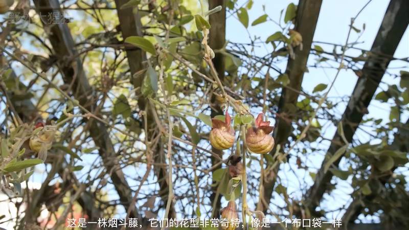 49一肖推荐：无私奉献的动物指向哪个生肖？深度解析及预测